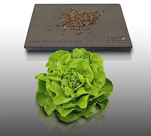 500 graines à semer - Le Grenier d'Abondance - LAITUE POMMEE Kinemontepas - Lactuca sativa