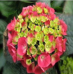 Geranio reale del giardino di 15 pezzi 100%, semi del geranio del pelargonium, fiori del pelargonium che freeshipping:Seeds