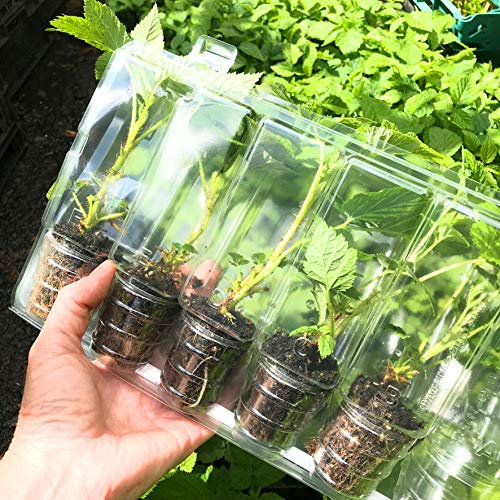 5 Mixed Soft Fruit Plants eg Gooseberry/Currant/Raspberry/Bilberry/Blackcurrant (Small Transplants) Free UK Postage