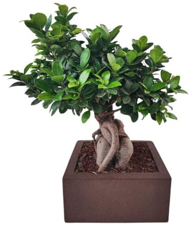 I Giardini di Giulia | Bonsai Ficus Ginseng in Vaso Minos 25x25 cm | Pianta Decorativa da Interno, Facile da Curare | Altezza 50 cm, Ideale per Casa e Ufficio (Marrone)