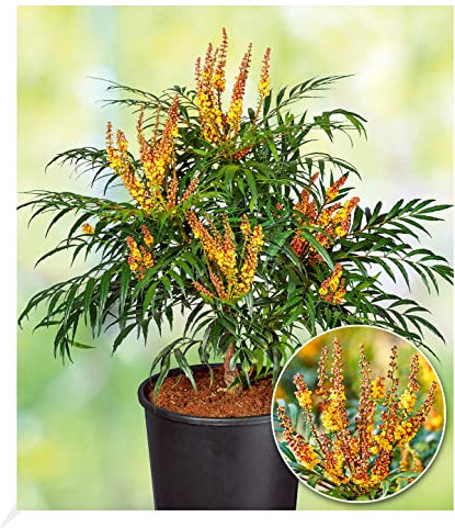 BALDUR Garten Mahonie Volcano® (MYOY®), 1 Pflanze,pflegeleichter Zierstrauch, winterhart, immergrün, pflegeleicht, für Standort im Schatten geeignet, blühend, Buddleja Hybride
