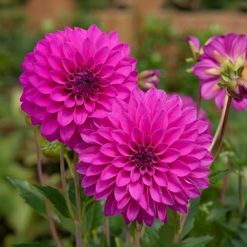 Dahlia Dalina Maxi Neon Lilac - Eye-Catching Fully Double Pompon Garden Flowers Ready to Plant - Flowering Summer Plants Garden Ready for Beds, Borders, and Pots - Dahlia Plants (3 litre pot, 20-30cm)