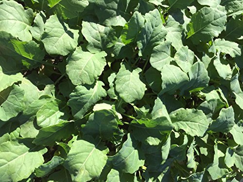 Brokkoli Pflanzen, Jungpflanzen, Brokkoli im 10er Set