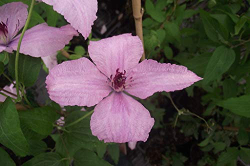 Clématite Hagley Hybrid C 3 Litres