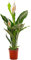 Spathiphyllum Friedenslilie, große Zimmerpflanze, reinigt die Luft in Ihrem Zuhause.