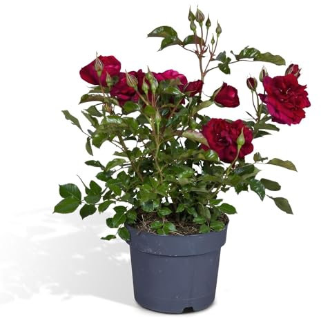 Rosal rojo - planta de flores al aire libre