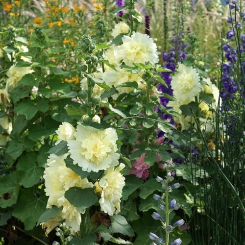 malvas, malva real - ornamentales lugares soleados semillas de malva real resistentes en exteriores de interior raras Decoraciones otoñales un 100semillas