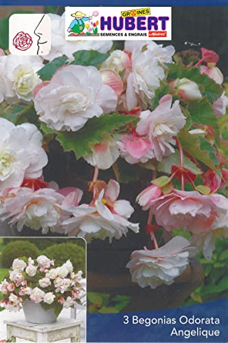 3 Bulbes de Bégonias Parfumés Odorata Blancs