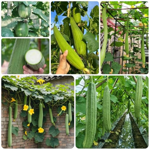 semillas de lufa orgánicas, exóticas resistentes, decoración de jardín para exterior, pepino luffa, jardín de rocas resistentes, 200pcs