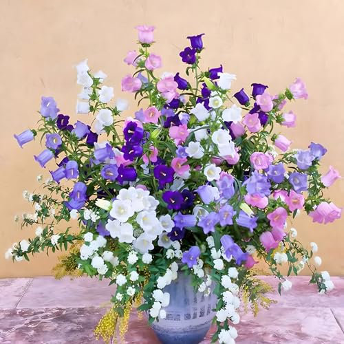 1000 Graines de Bellflower | Graines de Campanule Héritage | Fleurs Bleuets Pour Jardin, Pots, Plantes en Conteneur (Mélange)