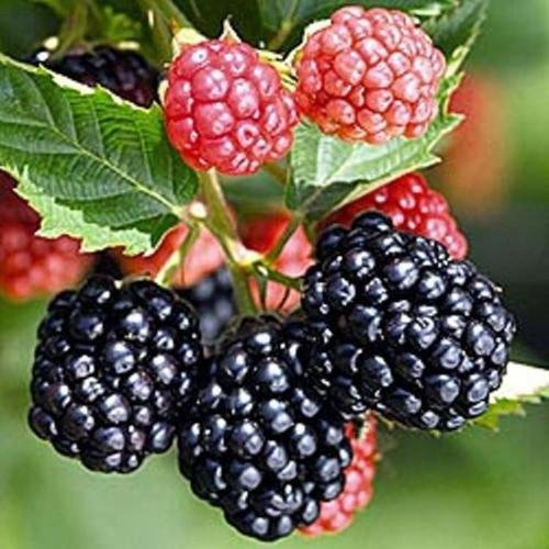5 Triple Crown Thornless Blackberry Plants-Produce Sweet Blackberries