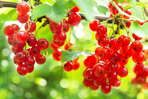 Red Currant Berry Plant Seedlings to Grow (Jonkheer Van Tets) - Easy to Grow Rooted Plants - No Ship to California (1 Seedling)