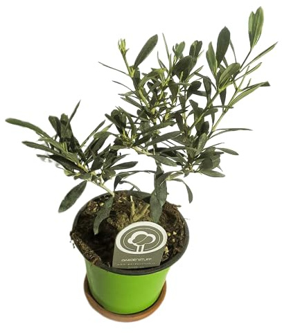 Mini Olivo Olea Europaea Árbol Natural para el Hogar