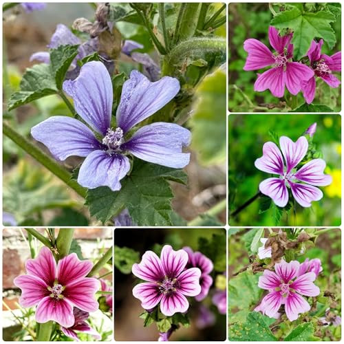 semillas de malva perenne resistente - jardín rocas para balcones 350pcs