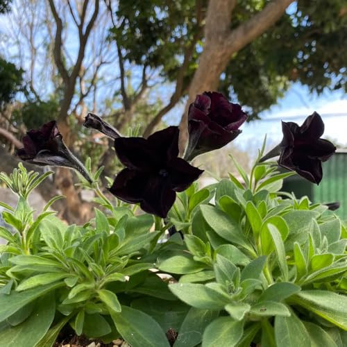 semillas de petunia colgando resistentes para el jardín petunia petunia cobertura del suelo, perenne resistente exóticas, balcón 100pcs