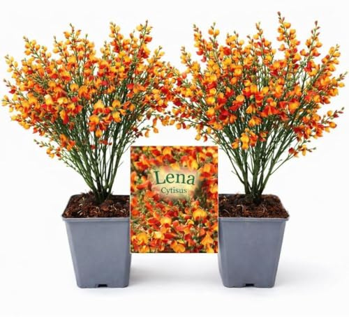 POWERS TO FLOWERS - GINESTRA ROSSO-ARANCIO, VARIETA' 'LENA', VASO 12CM DIAMETRO, 2 PIANTE, pianta vera
