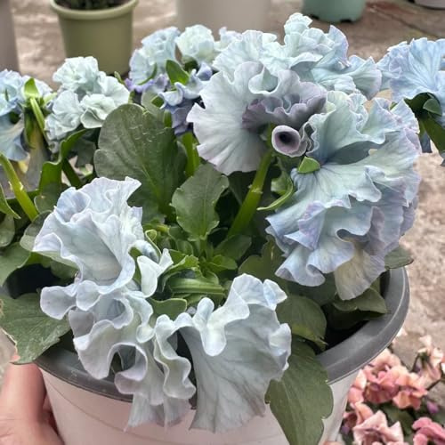semi di viola del pensiero - giardino balcone varietà antiche interno esotiche decorazioni per esterni raro 750pcs