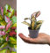 Hoya carnosa Tricolour in 6cm Pot - Mini Indoor Plant - Variegated Foliage (1 Plant)