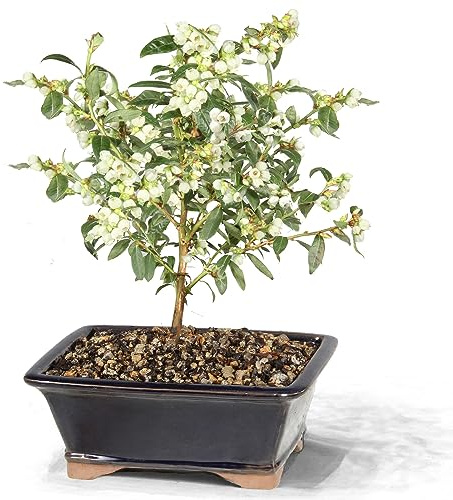 Brussel's Bonsai Live Dwarf Blueberry Bonsai Tree - Small, 4 Years, 6 to 8 Inches Tall - Outdoor Live Bonsai Tree with Ceramic Bonsai Pot