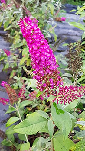 Buddleia davidii BUTTERFLY™RED/Arbre aux papillons rouge/Conteneur de 3 à 4 litres