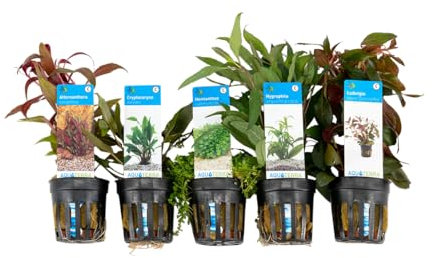 Bloomique - 5er Set - Aquarium Pflanzen Echt - Aquarium Zubehör -Wasserpflanzen - Reinigend - Sauerstoff - Ludwigie, Wasserfreund, Perlkraut, Papageienblatt, Wasserkelch - Höhe 15-20 cm
