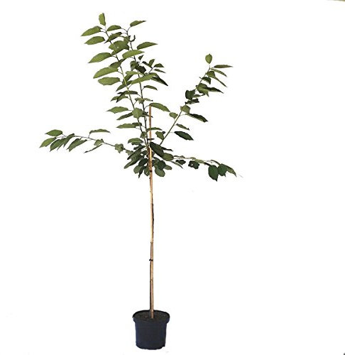 Regina späte Süßkirsche süß aromatisch Kirschbaum Halbstamm 150-170 cm 10 Liter Topf Unterlage F12/1