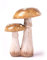 SEINHIJO Champignon Décor Figurine Moderne Sculpture Arts Jardin Statues Maison Décoration Cadeau Résine 18cm