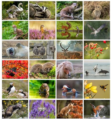 Pack of 24 British Wildlife Greeting Cards Vol 2. Blank Cards and Envelopes. Eco-friendly Cards, Envelopes and Box. Blank Inside.