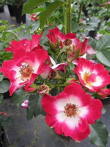 Rosa Loki ® - Beetrose Loki ® - Tantau Rose