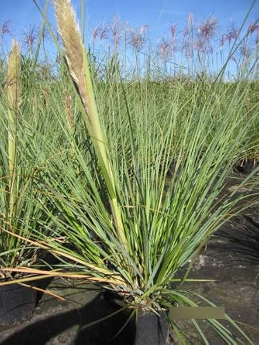 Cortaderia selloana Evita ® - Kleines Pampasgras Evita ®
