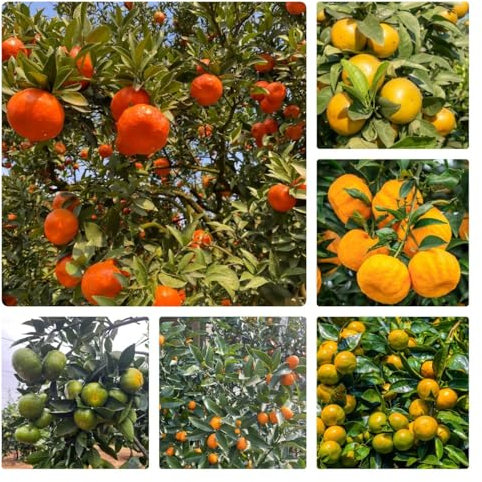 80 pcs Orangenbaum Samen obst samen balkonpflanzen winterhart Mandarinenbaum, Citrus Pflanzensamen, Sämereien Alte Sorten topf pflanze, exotische pflanzen winterhart bonsai baum dankeschön