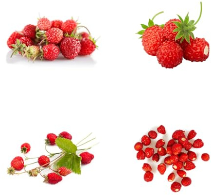 fresa silvestre comprar semillas, frescas, decoración de jardín al aire libre, fresas silvestres orgánicas columnares 200pcs
