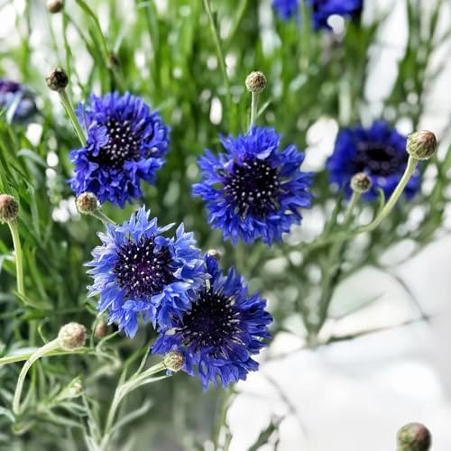 semi di fiordaliso selvatico - in vaso, resistente vecchie varietà 200pcs