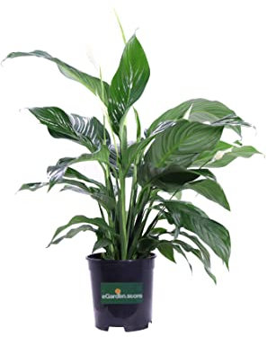 Pianta di Spatifillo Pianta di Spathiphyllum pianta da inerno pianta da fiore bianco pianta ornamentale di Spatifillo pianta vera venduta da eGarden.store (Vaso 17 cm)
