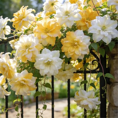 Clemátide rara y resistente - Clemátide trepadora perenne en maceta - Ideal para jardín, balcón y decoración en maceta-8 Rizoma-F