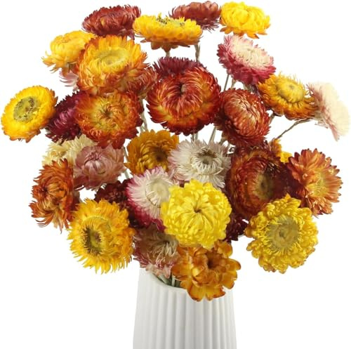 GIUSOBG Flores Preservadas 20 Piezas Flores Secas Natural y Respetuoso con el Medio Ambiente Decoracion Hogar Decoración del Hogar Accesorios para Manualidades Regalos Navideños