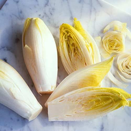 800 Witloof Chicory Endive Seeds 2.5 Grams of Seeds Heirloom Non GMO