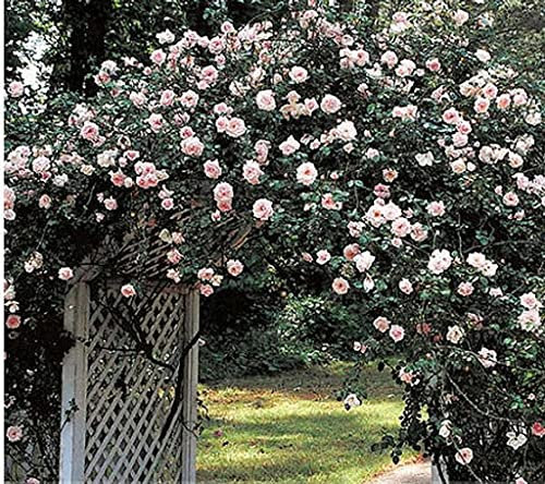 Graines de fleurs de rosier grimpant blanc et rose paquet de 100 graines