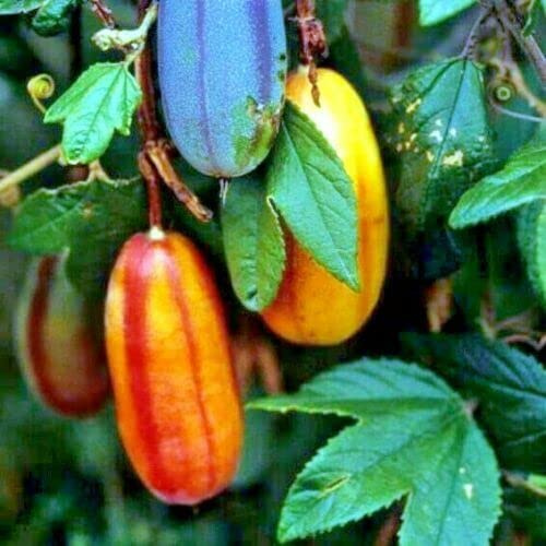 10 Seeds Banana Passionfruit Seeds | Passiflora Mollissima Fast Flower Vine Plant Rare