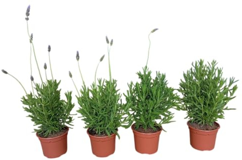 Lavandas Naturales en Pack de 4 Unidades Plantas Aromáticas