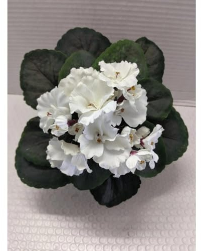 1 Pcs 8 Artificial African Violet (White) Without Pot
