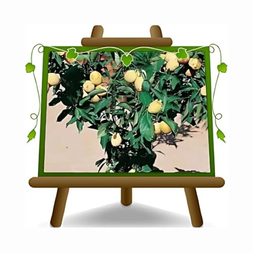 EURO PLANTS VIVAI Prunier Nain jaune en pot 24 cm hauteur maximale 100 cm - Âge 4 ans