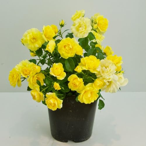Rose 'Isn't She Wonderful' – Hardy Shrub Rose – Bright Yellow Semi-Double Blooms – Compact & Bushy Habit – Disease Resistant – 1x 9cm Pot by Thompson and Morgan
