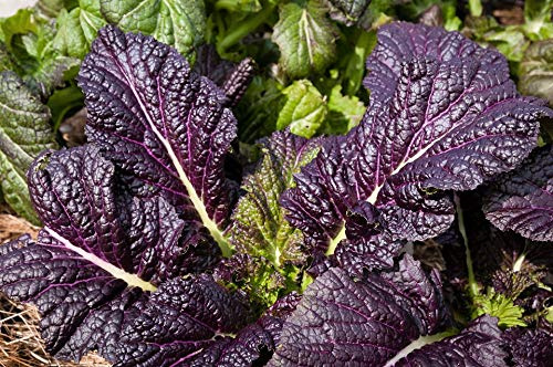 Osaka Purple Mustard Green Seeds - 50 Count Seed Pack - Non-GMO - Thick, Tender Leaves That are Succulent and Finely-Flavored. - Country Creek LLC