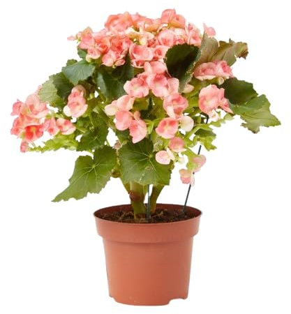 Begonia Elatior Natural Planta de Interior con Coloridas Flores de Primavera