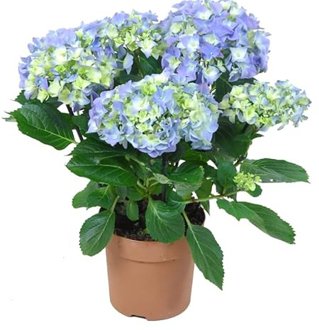 Planta Natural de Hortensia Azul – Blue Hydrangea Viva Para Exterior o Interior Iluminado