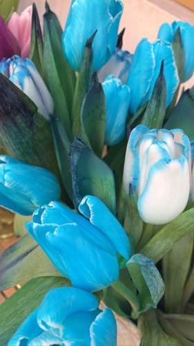 Apropiados para Macizos y Macetas- Bulbos de Tulipán - Se Adaptan a Suelos Bien Drenados - Tulipán bulbos-15 Bulbos-B