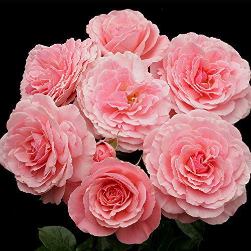Heirloom Floribunda Roses, Live Own Root Plant for Outdoor Garden, Sexy Rexy®, Lightly Fragrant, Hardiness Zones: 6-10, Continual Blooming