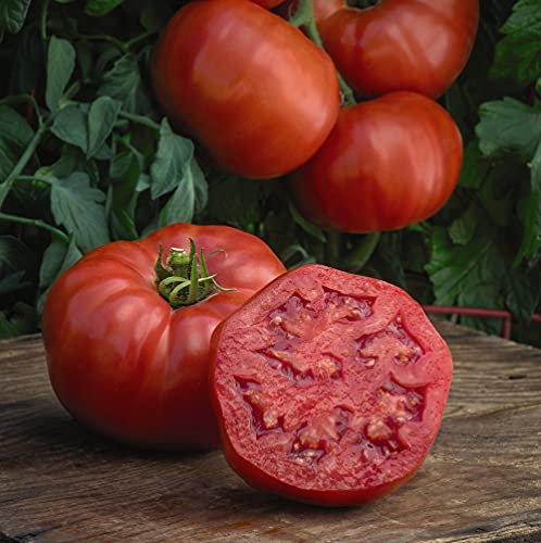 Tomato Burlesque Garden Plant Half Hardy Annual Flowering Garden Plants Fruit Easy to Grow Your Own 1x Seed Packet by Thompson and Morgan.