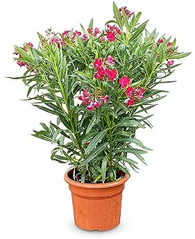 Sunny Tree Oleander - farbe Rot - 80/100 cm - Nerium Oleander Pflanze für draußen - Immergrün im Winter - Mediterrane Pflanze